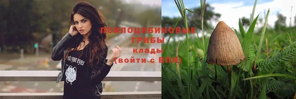 сатива Арсеньев